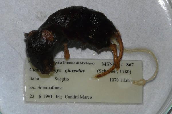 Myodes glareolus