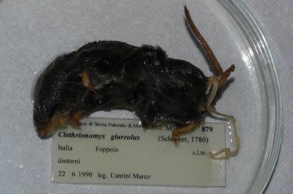 Myodes glareolus