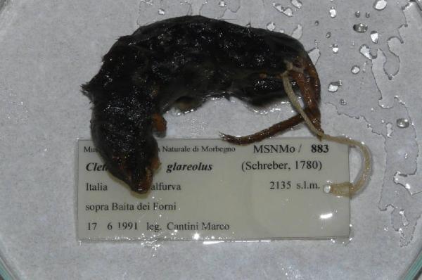 Myodes glareolus