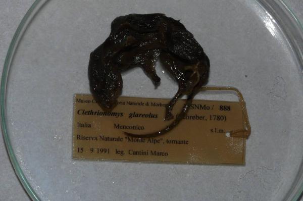 Myodes glareolus