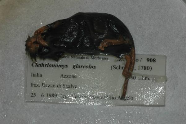 Myodes glareolus