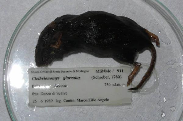 Myodes glareolus