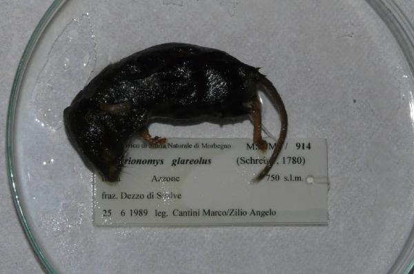 Myodes glareolus