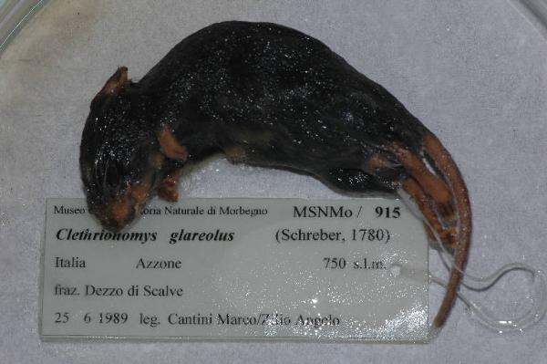 Myodes glareolus