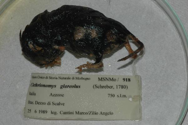 Myodes glareolus