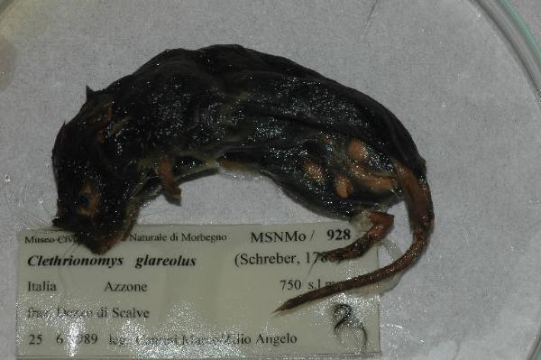 Myodes glareolus