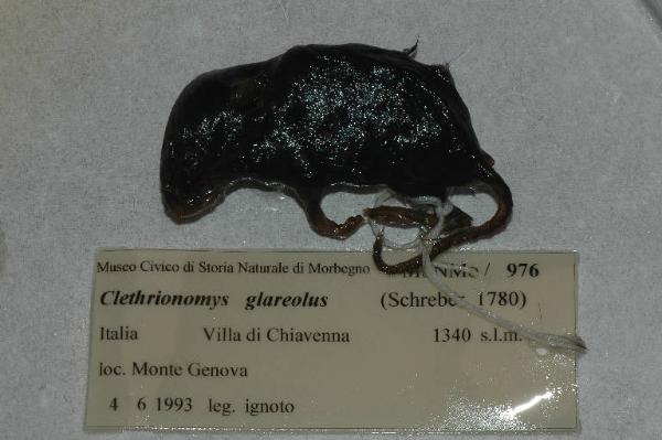 Myodes glareolus