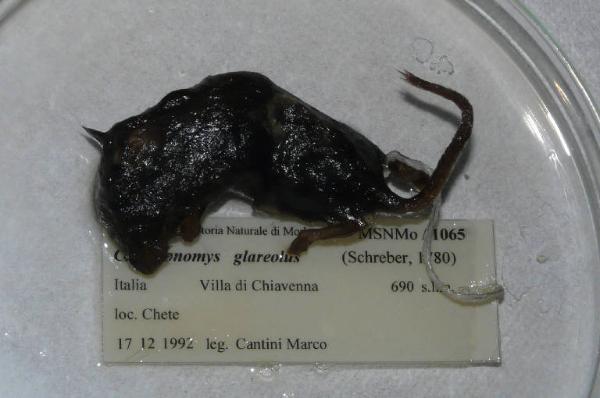 Myodes glareolus