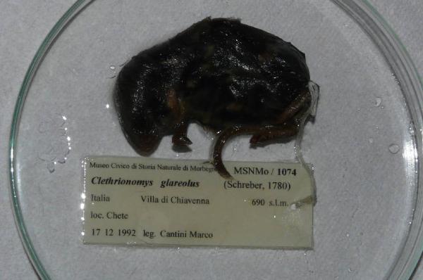 Myodes glareolus