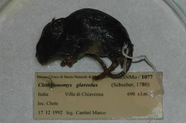 Myodes glareolus