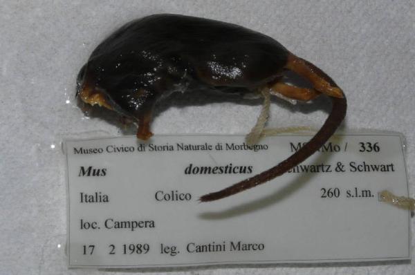 Mus musculus