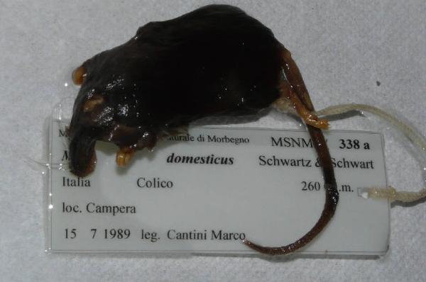 Mus musculus