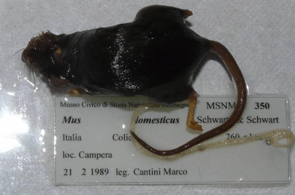 Mus musculus