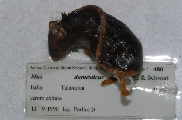 Mus musculus