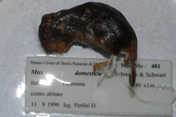 Mus musculus