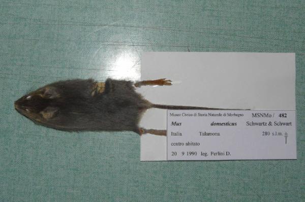 Mus musculus