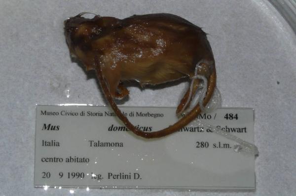 Mus musculus