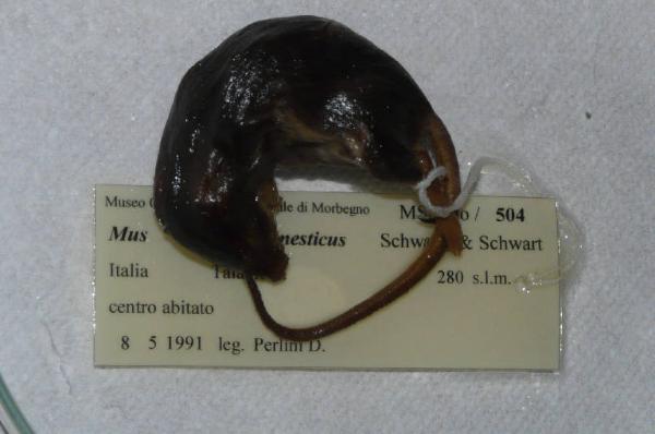 Mus musculus