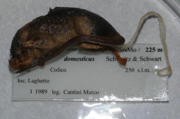 Mus musculus