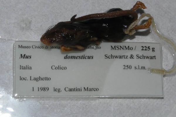 Mus musculus