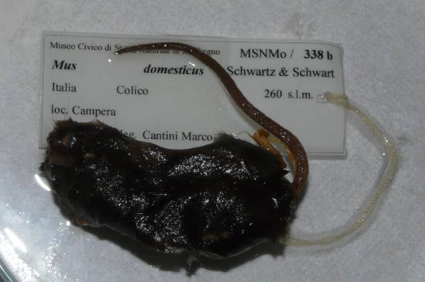 Mus musculus