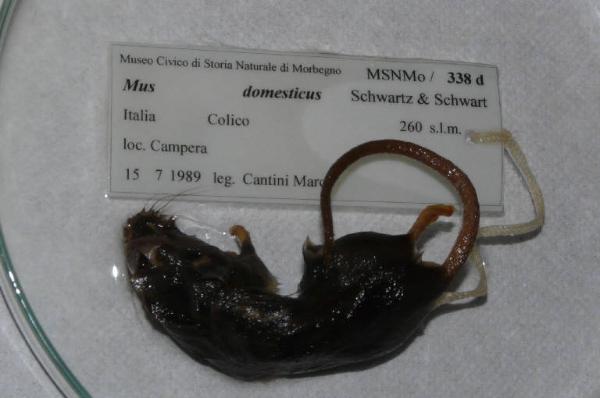 Mus musculus