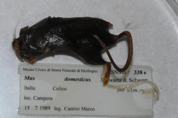 Mus musculus