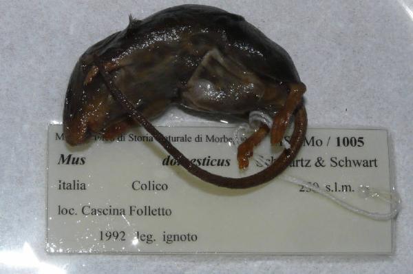 Mus musculus