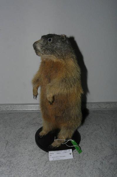 Marmota marmota