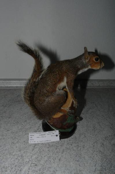 Sciurus carolinensis