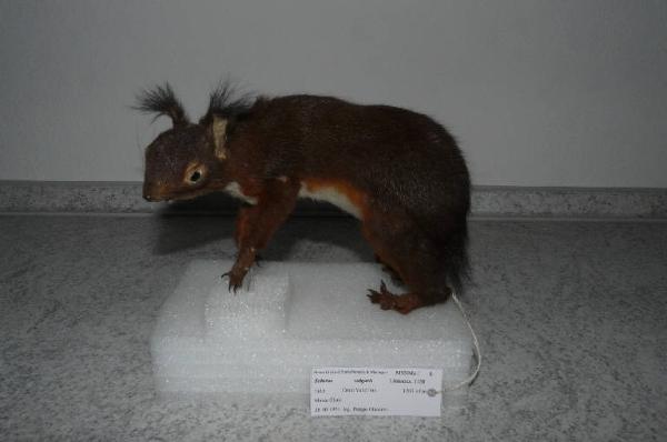 Sciurus vulgaris