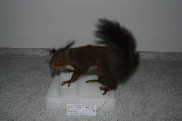 Sciurus vulgaris