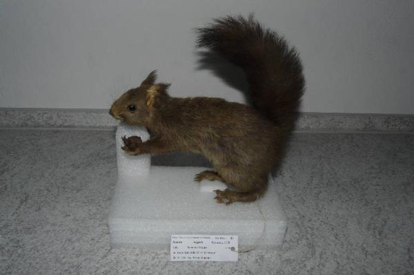 Sciurus vulgaris