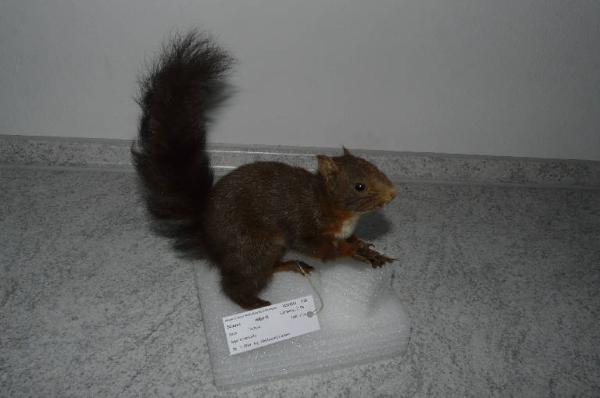 Sciurus vulgaris