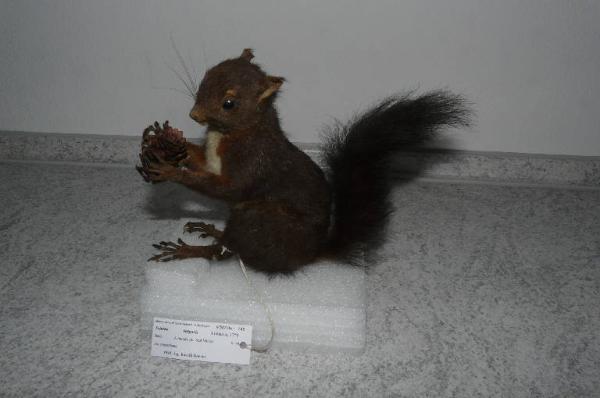 Sciurus vulgaris