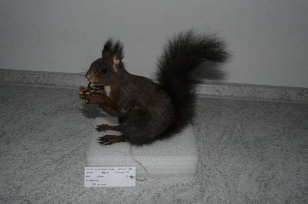 Sciurus vulgaris