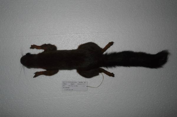 Sciurus vulgaris