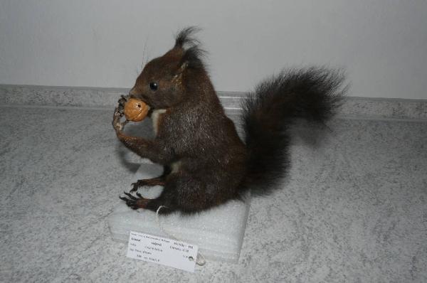 Sciurus vulgaris