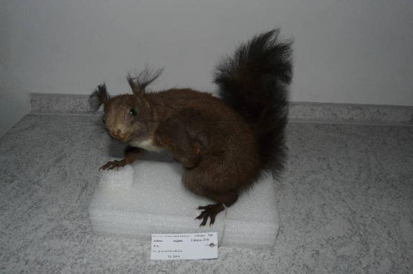 Sciurus vulgaris