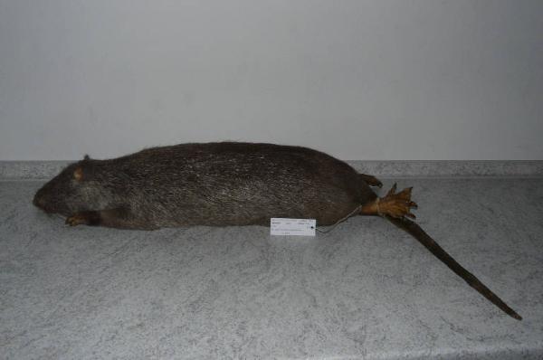 Myocastor coypus