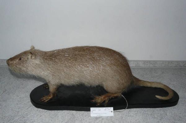 Myocastor coypus