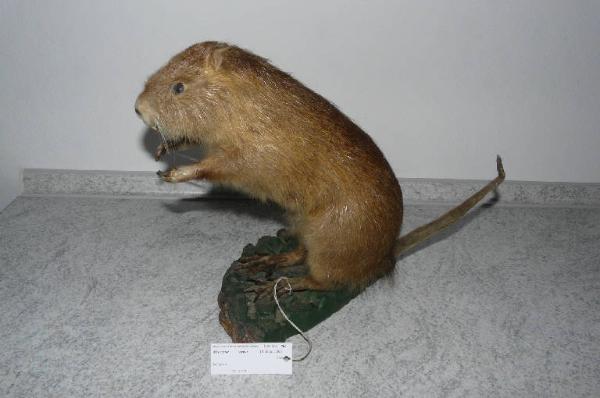 Myocastor coypus