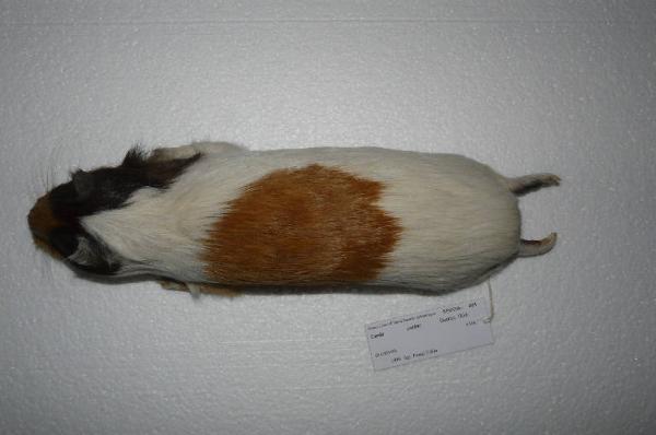 Cavia porcellus