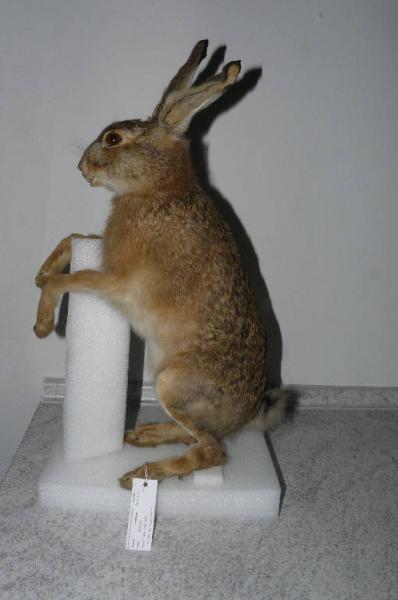 Lepus capensis