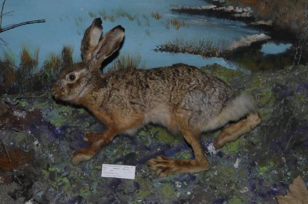 Lepus capensis