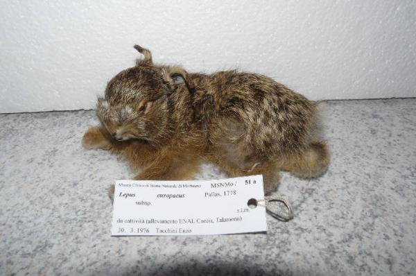 Lepus capensis