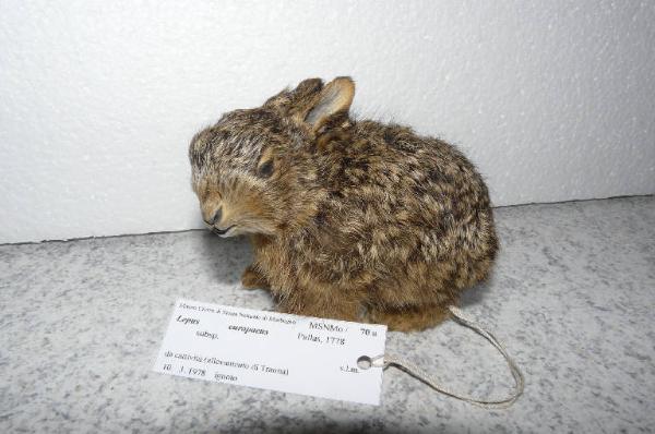 Lepus europaeus