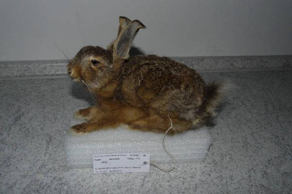 Lepus capensis