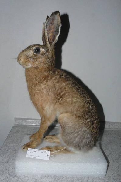 Lepus europaeus