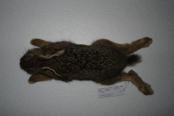 Lepus europaeus